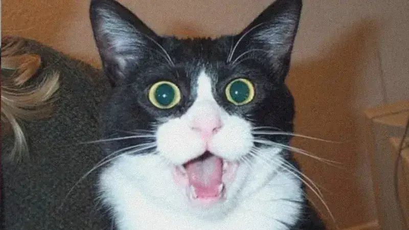 Hình mèo hoảng hốt gục đầu xuống, ánh mắt đầy choáng váng