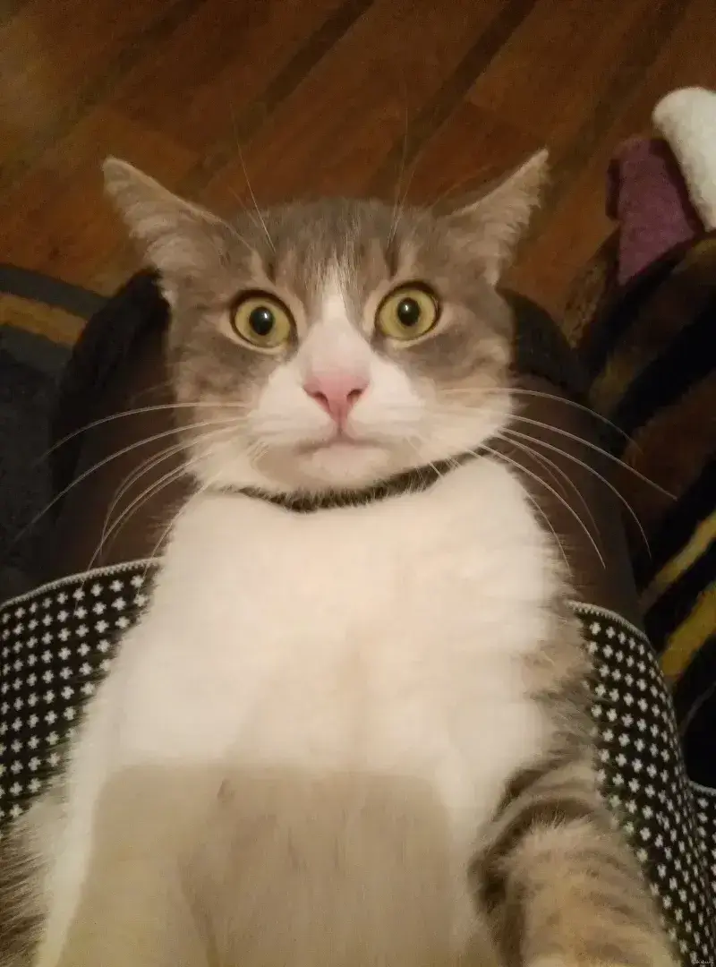 Meme mèo bất ngờ choáng váng, gương mặt buồn cười vô đối