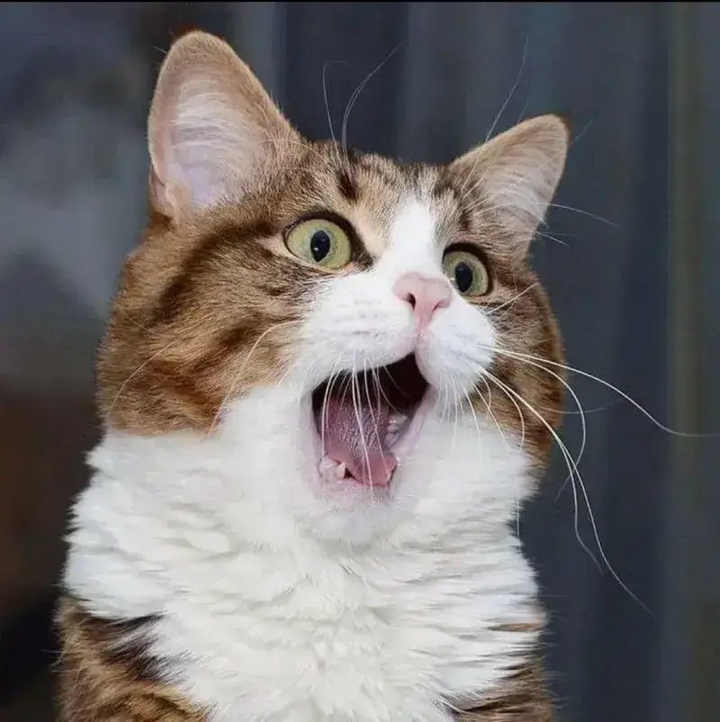 Hình mèo hoảng hốt, đôi mắt mở to cực đáng yêu