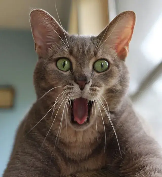 Hình mèo giật mình ngơ ngác, gương mặt cực kỳ đáng yêu