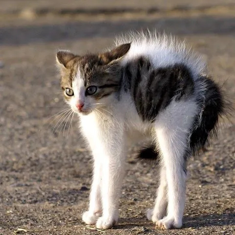 Meme mèo giật mình quay lưng lại, biểu cảm cực kỳ hài hước