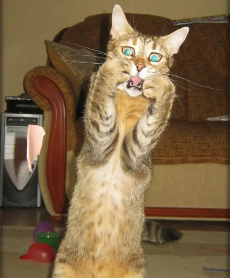 Hình mèo sững sờ bất ngờ, ánh mắt lo lắng cam chịu