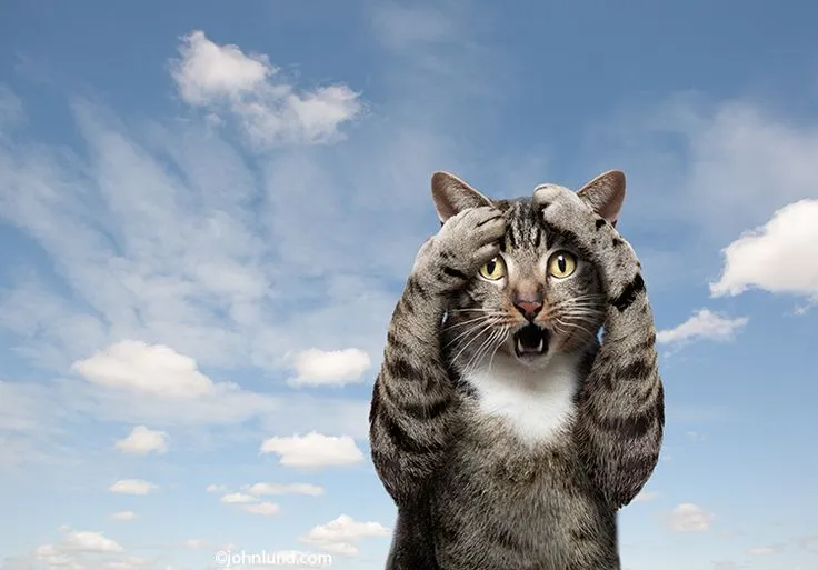 Meme mèo hoảng loạn, ánh mắt buồn cười cực kỳ đáng yêu