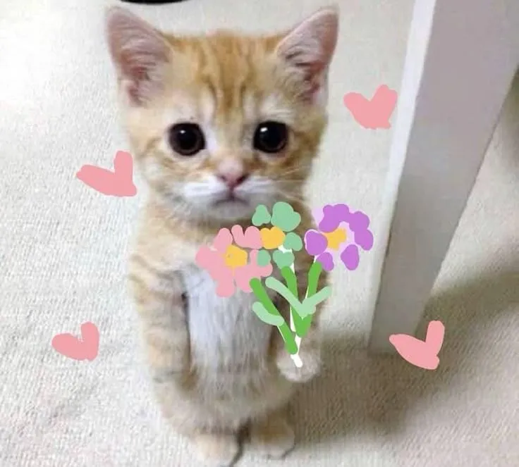 Mèo cầm hoa nhỏ, biểu cảm hài hước cực duyên.
