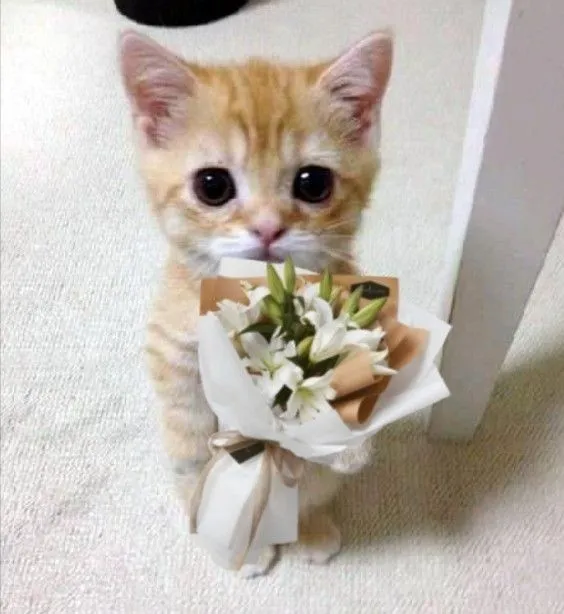 Hình mèo tặng hoa, ánh nhìn dịu dàng ấm áp.