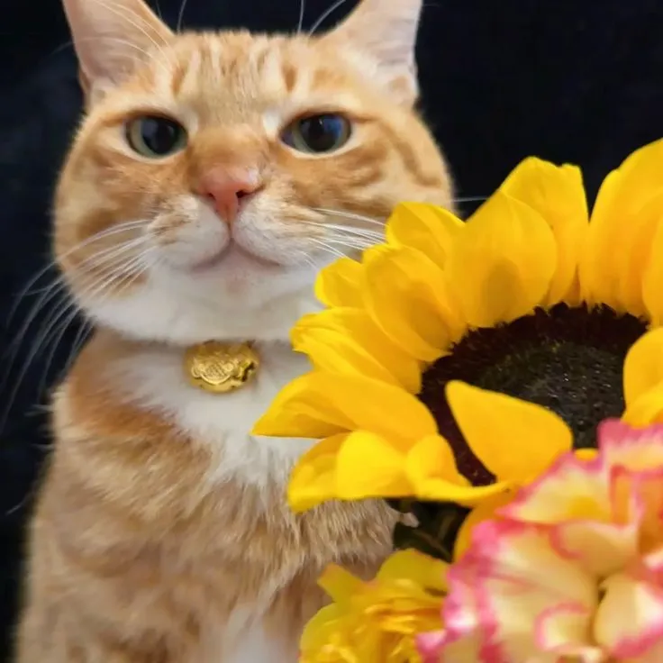 Mèo dễ thương cầm hoa, khuôn mặt vui tươi.