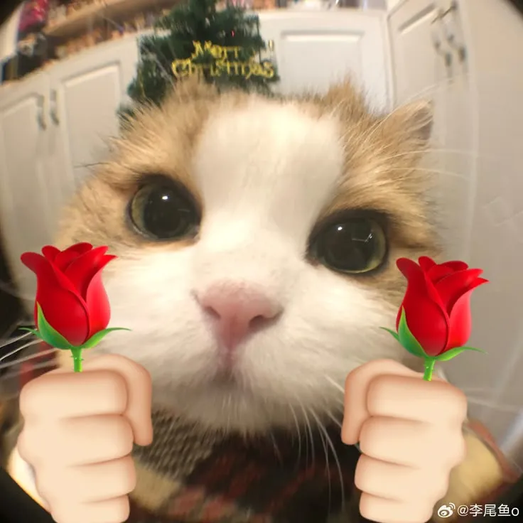 Meme mèo ngây ngô, trao 2 hoa hồng trông rất đáng yêu.