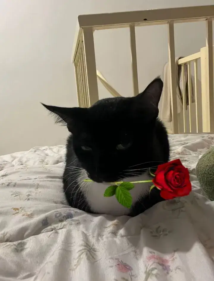 Ảnh mèo đen ngậm hoa hồng, đôi mắt long lanh tinh nghịch.