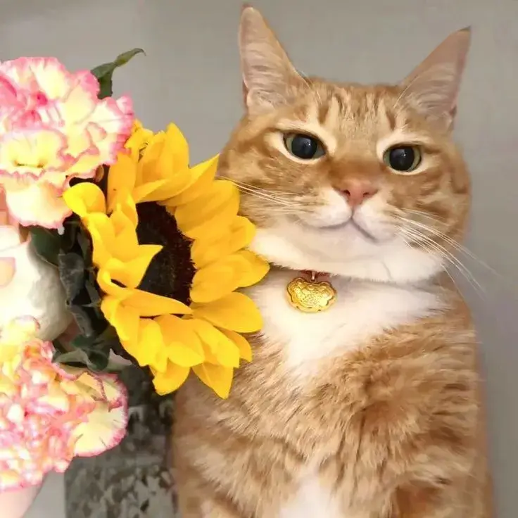 Chú mèo nhỏ tặng hoa, biểu cảm cute bá đạo.