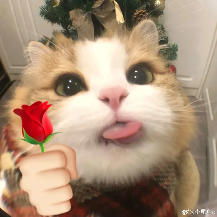 Hình mèo ngây thơ, trao hoa bằng đôi mắt sáng.