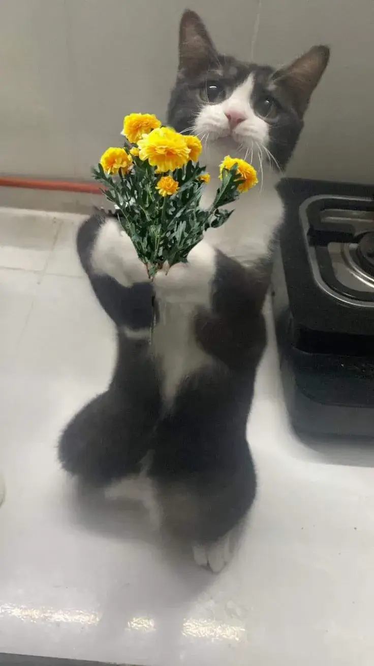 Chú mèo tinh nghịch, ôm hoa trông thật duyên dáng.