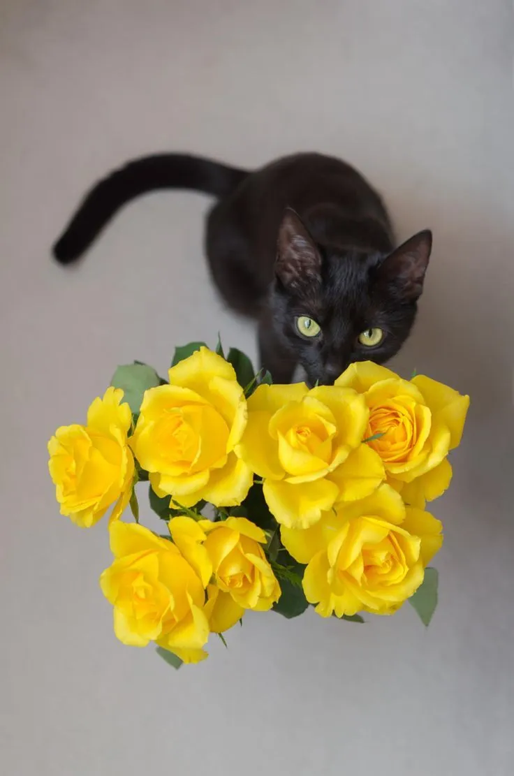 Mèo đáng yêu cầm hoa, ánh mắt long lanh thu hút.