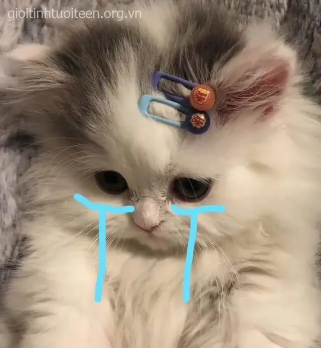 Meme mèo khóc đau khổ nhưng trông lại rất lầy lội.
