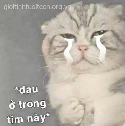 Mèo khóc trong tuyệt vọng, gương mặt đau khổ