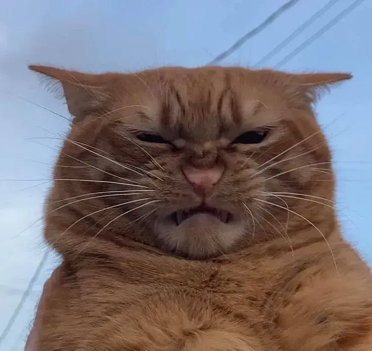 Meme mèo cau có, gương mặt giận dữ nhìn cực kì hài