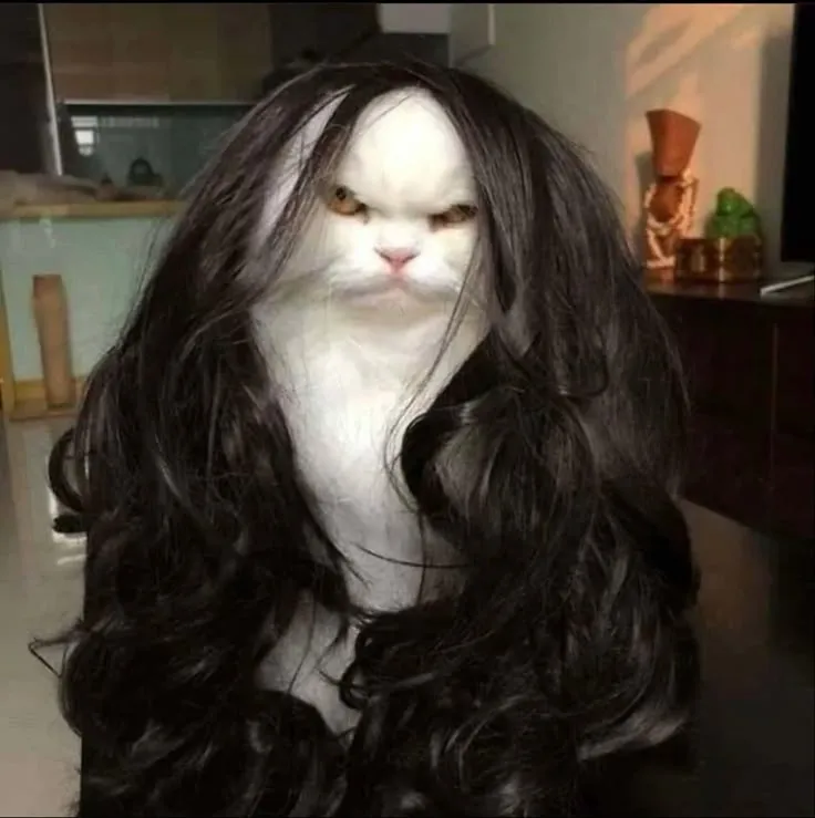 Meme mèo bực tức, gương mặt cau có đáng yêu vô cùng