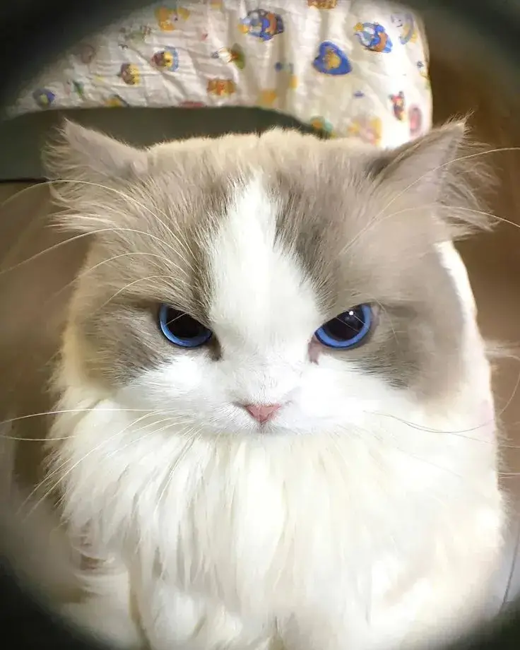 Hình ảnh mèo bực mình, ánh mắt giận dữ sắc bén hài hước