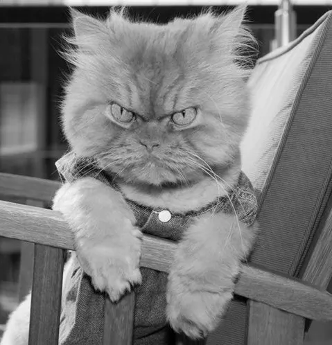 Hình mèo giận dữ, đôi mắt sắc lạnh đầy bực tức