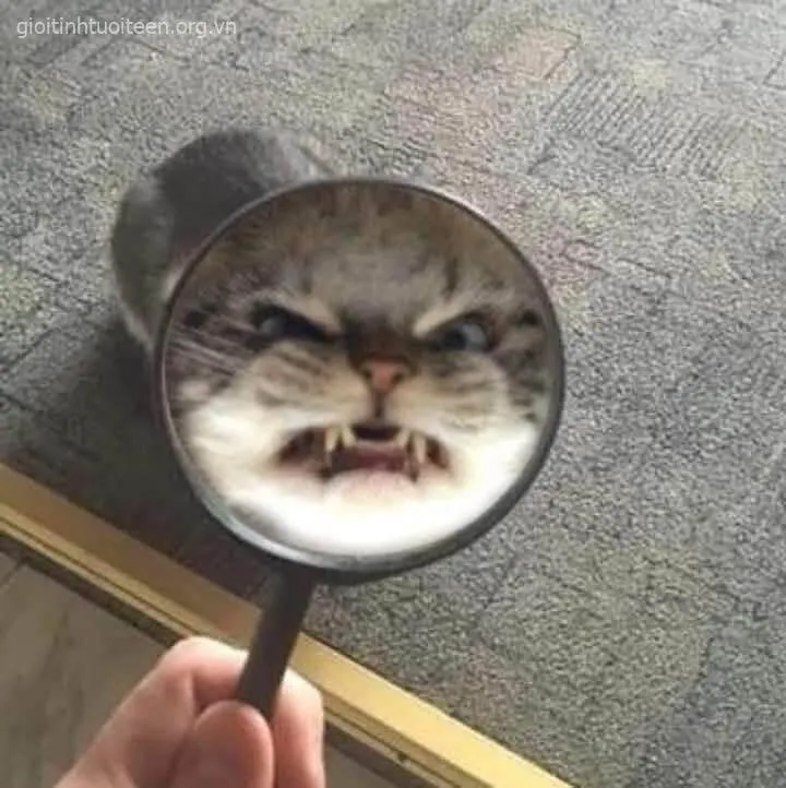 Ảnh vui mèo giận dỗi khiến ai xem cũng thích.