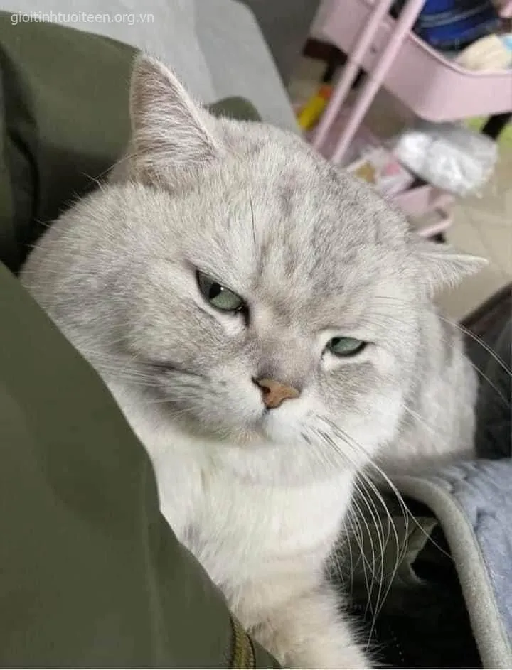 Meme troll mèo giận nhẹ mà siêu mặn.