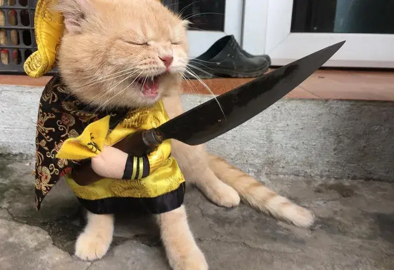 Ảnh mèo bực tức với gương mặt khó ở cực rõ