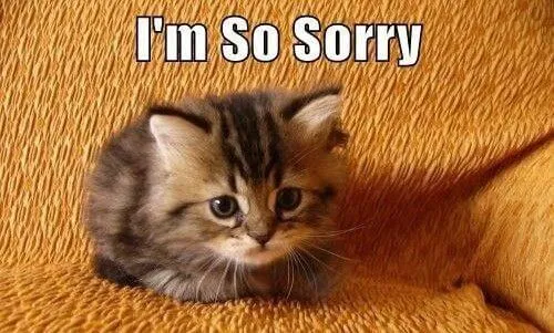 Meme mèo đáng yêu khi tỏ ra có lỗi