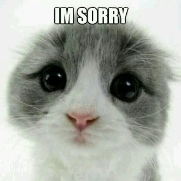 Mèo xin lỗi trông đáng yêu khó cưỡng lại