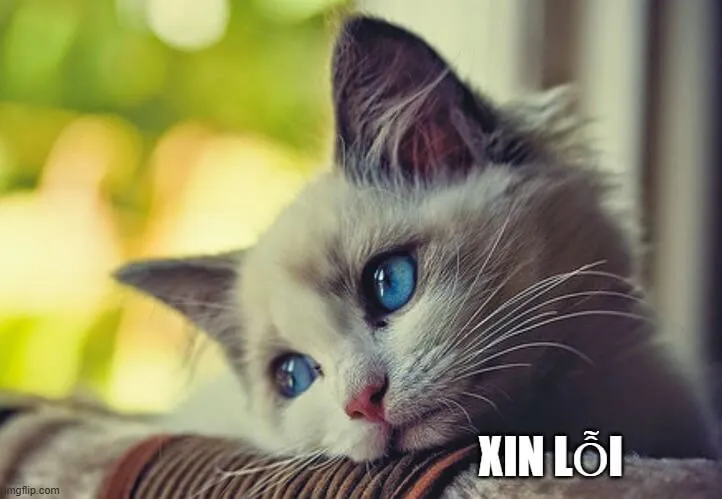 Meme mèo xin lỗi cực cute