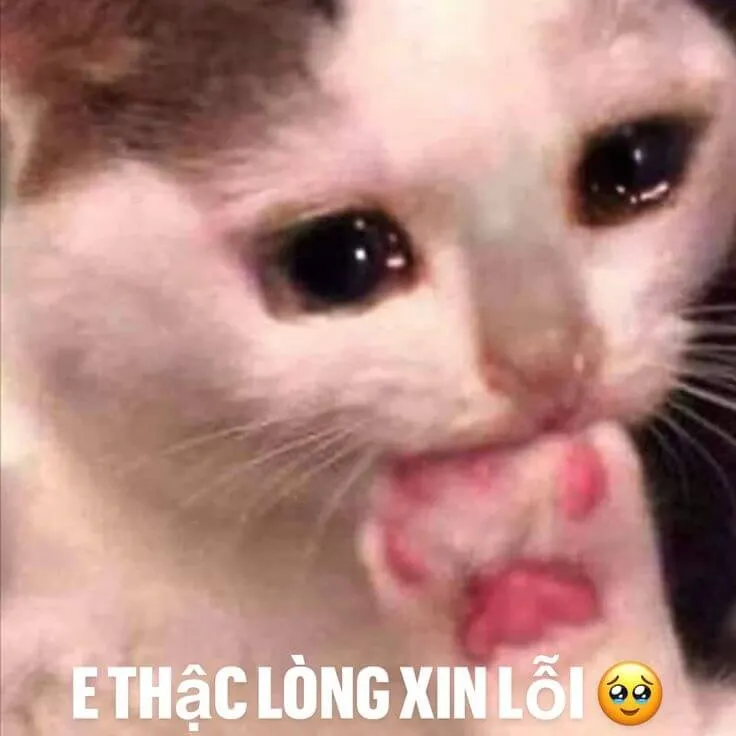 Mèo khóc lóc cúi đầu lặng lẽ siêu buồn cười