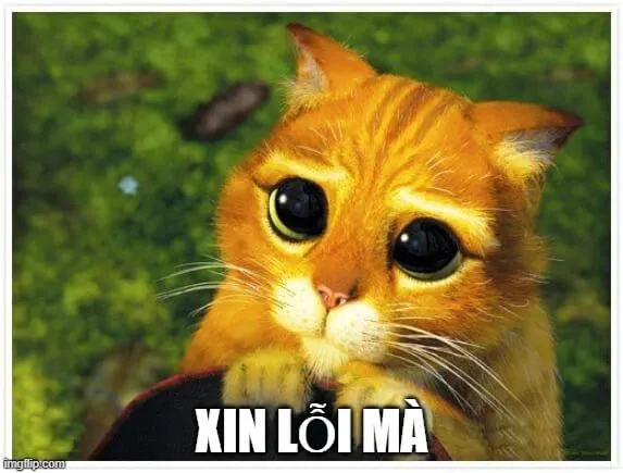 Meme mèo chắp tay đáng yêu kèm biểu cảm hối hận