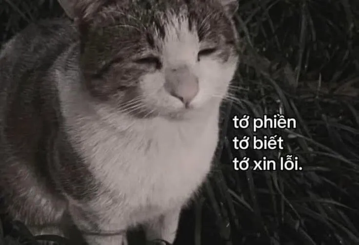 Mèo ngượng nghịu khi bị bắt lỗi