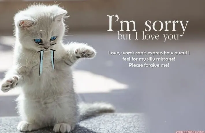 Meme mèo ngại ngùng xin lỗi với đôi mắt tròn xoe