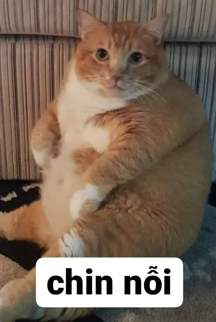 Biểu cảm mèo ngượng nghịu xin lỗi cực lầy