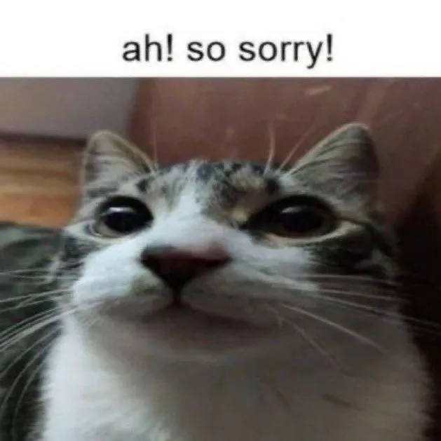 Meme mèo gãi đầu bối rối khi mắc lỗi