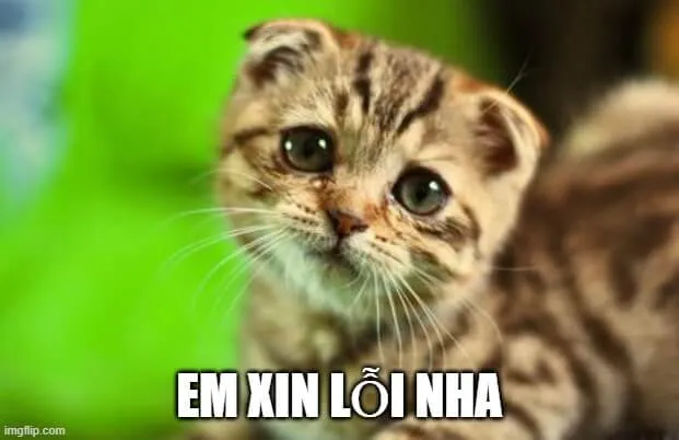 Meme mèo hối hận lúng túng nhìn cực dễ thương