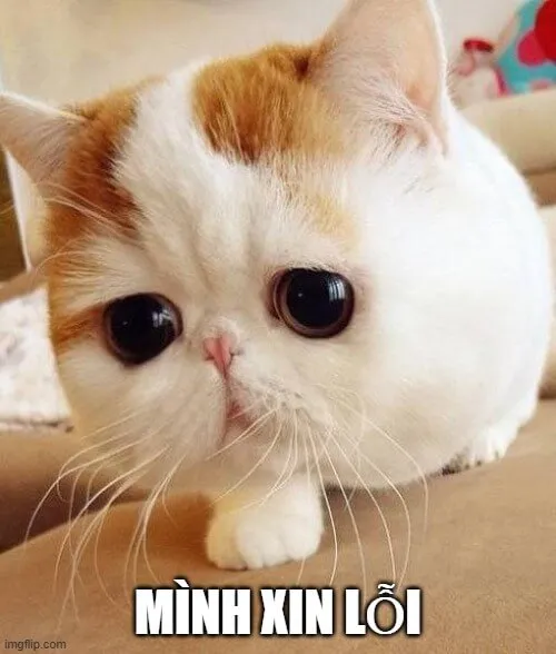 Mèo troll xin lỗi với đôi mắt long lanh