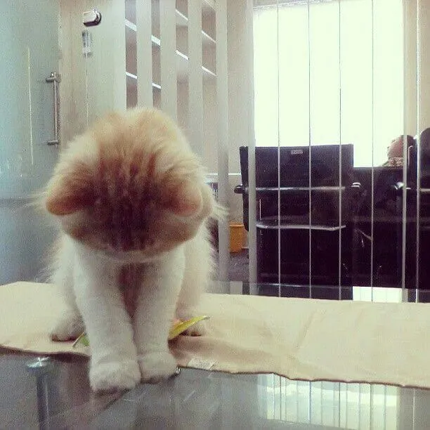 Biểu cảm mèo ngại ngùng dễ thương khi nhận lỗi