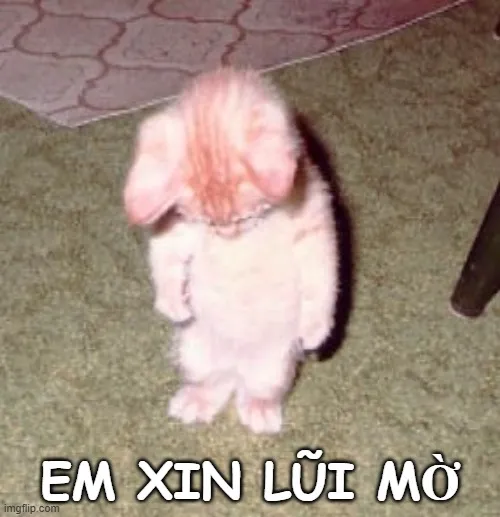 Meme mèo lấm lét cúi đầu xin lỗi bạn