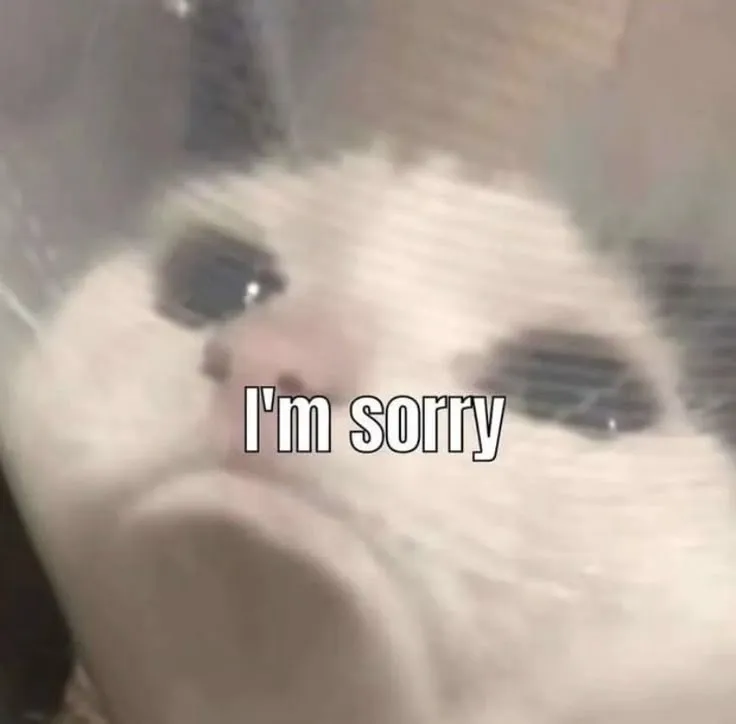 Meme mèo che mặt ngại ngùng xin tha thứ