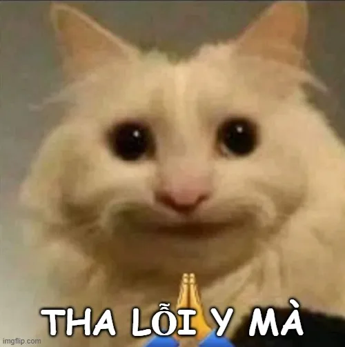 Biểu cảm mèo hối lỗi khiến ai cũng phì cười