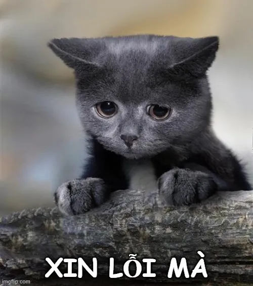 Meme mèo khóc lóc xin lỗi cute