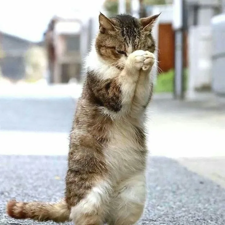 Meme mèo chắp tay như đang nói “tha cho tui”