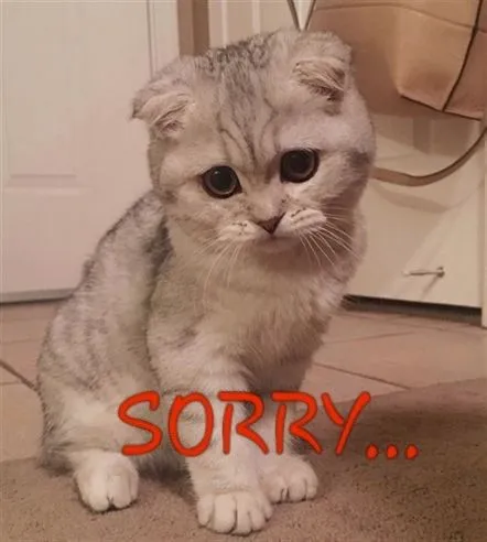 Meme mèo xin lỗi đáng yêu kèm đôi tai cụp