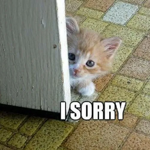 Meme mèo e thẹn xin lỗi với đôi mắt long lanh