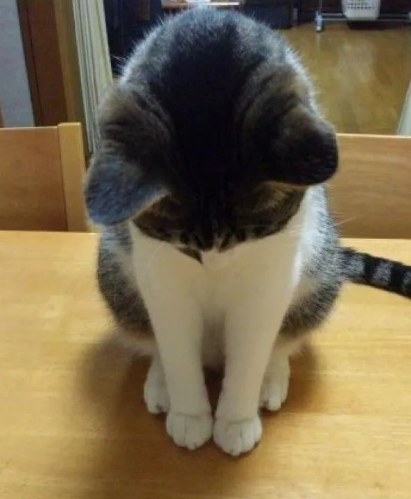 Biểu cảm mèo dập đầu lạy lục ngộ nghĩnh