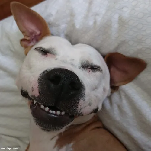 Khuôn mặt chú chó nằm cười cực viral khiến ai thích.