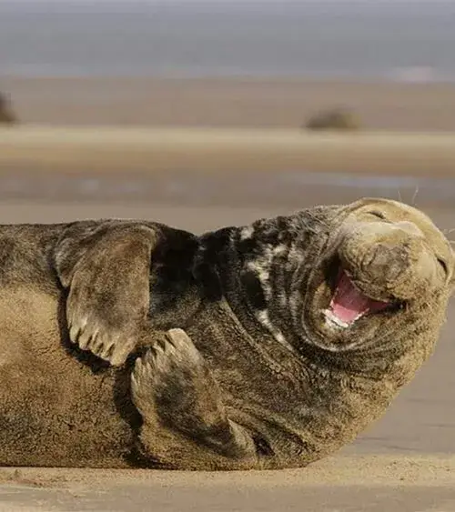 Gương mặt hải cẩu nằm cười cực hợp trend Gen Z.