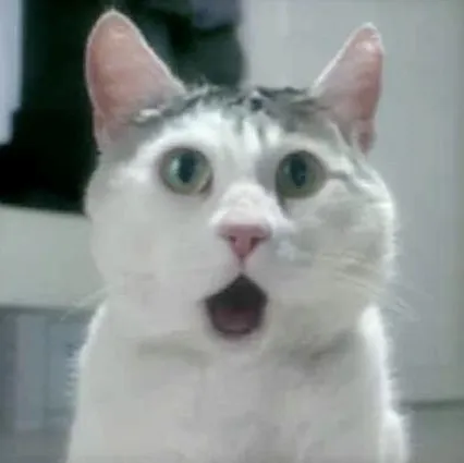 Biểu cảm mèo trắng ngạc nhiên ánh mắt long lanh cực lạ