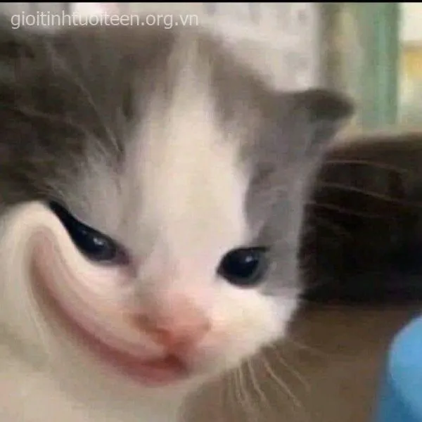 Meme mèo cười thâm độc, trông vừa ác vừa lạnh.