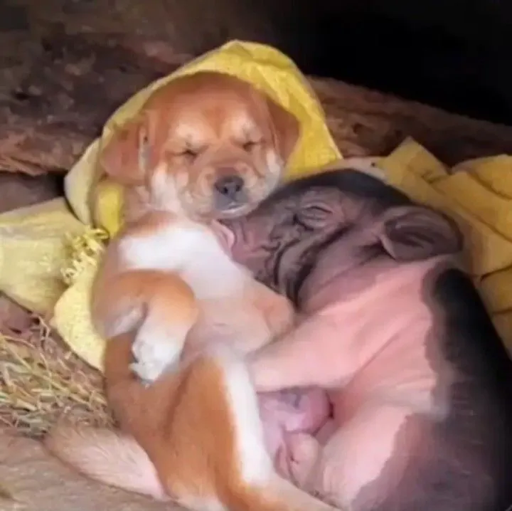 Meme chó và heo ôm nhau ngủ